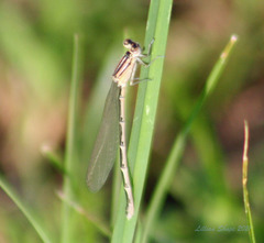 Enallagma durum