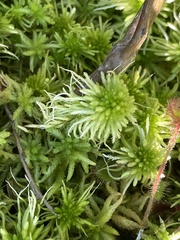 Sphagnum recurvum