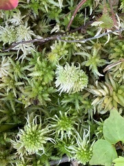 Sphagnum recurvum