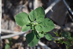 Euphorbia exstipulata