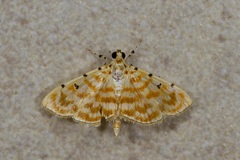 Notarcha quaternalis