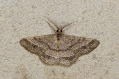 Chiasmia normata