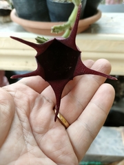 Stapelia leendertziae
