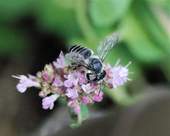 Megachile texana
