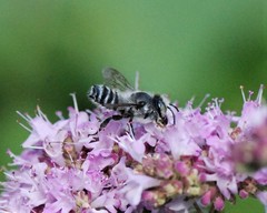 Megachile texana