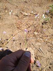 Lessingia leptoclada