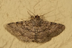 Polydesma umbricola