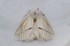 Phiala