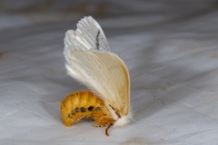 Phiala