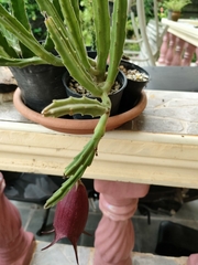 Stapelia leendertziae