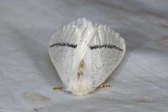 Phiala