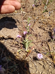 Lessingia leptoclada