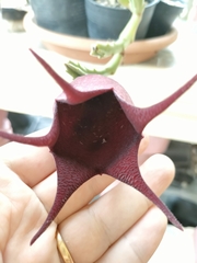 Stapelia leendertziae