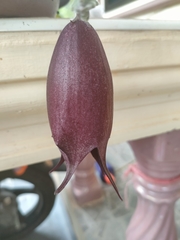 Stapelia leendertziae