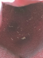 Stapelia leendertziae