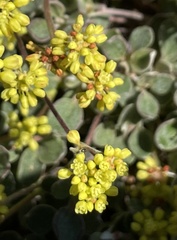Eriogonum marifolium