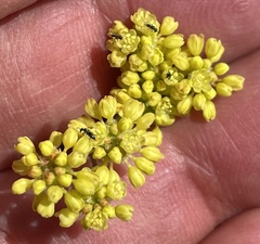 Eriogonum marifolium