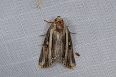 Anedhella rectiradiata