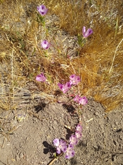 Clarkia williamsonii