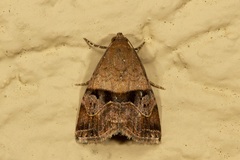 Ozarba accincta