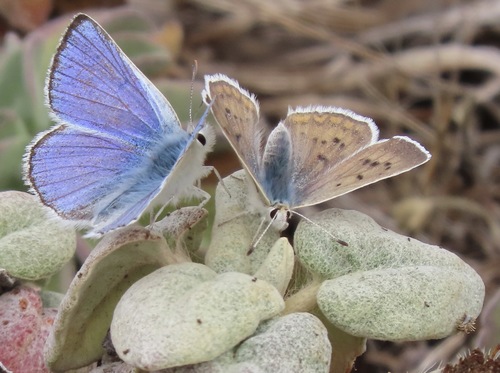 Blue Copper photo 3
