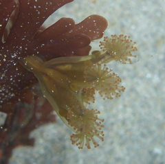 Haliclystus sanjuanensis