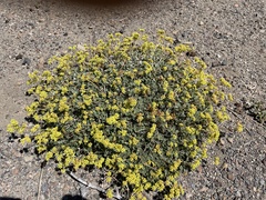Eriogonum marifolium