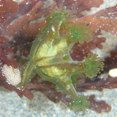 Haliclystus sanjuanensis