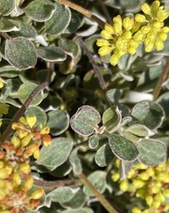 Eriogonum marifolium