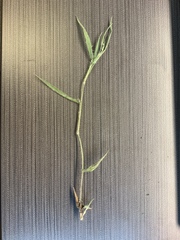 Dichanthelium villosissimum