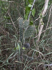 Consolea moniliformis