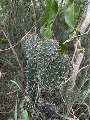 Consolea moniliformis