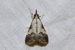 Autocharis jacobsalis