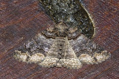Pericyma atrifusa