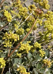 Eriogonum marifolium