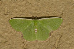 Comibaena leucospilata