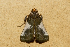 Pithyllis metachryseis