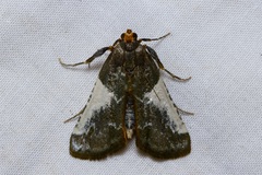 Pithyllis metachryseis