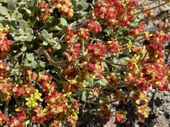 Eriogonum marifolium