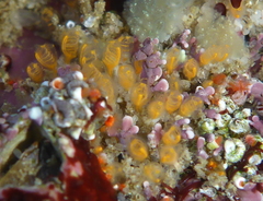 Pycnoclavella stanleyi