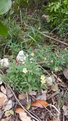 Chamaesaracha pallida