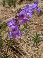 Penstemon leiophyllus leiophyllus
