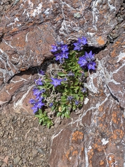 Campanula piperi