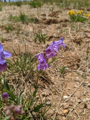 Penstemon leiophyllus leiophyllus