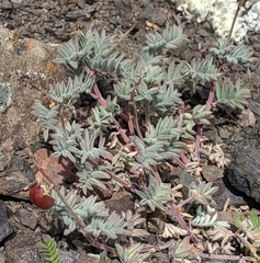 Astragalus cottonii