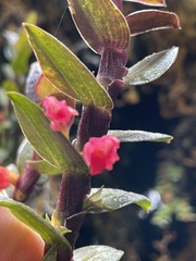 Fernandezia sanguinea