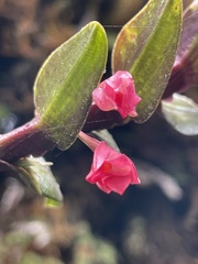 Fernandezia sanguinea