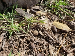 Phascolarctos cinereus
