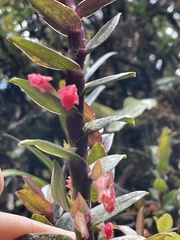 Fernandezia sanguinea