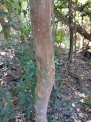 Backhousia subargentea